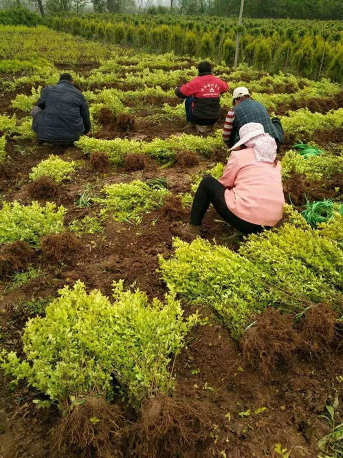 金叶女贞苗批发基地 陕西周至绿化苗木供应商