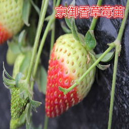 新闻 太空草莓苗醒苗 有限公司