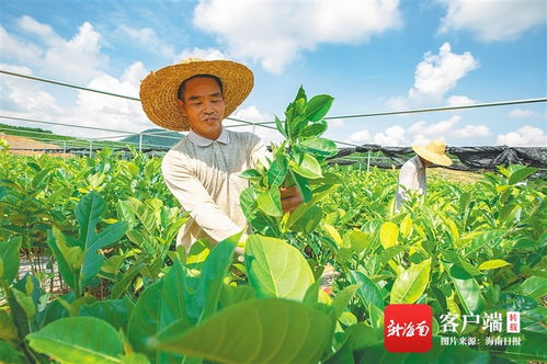 海垦龙江农场公司引导职工群众抱团发展 推动大岭苗木产业升级壮大