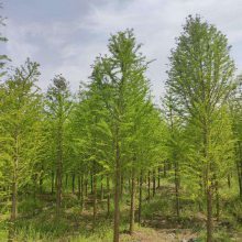 【【大丰中山杉 大丰中山杉基地】价格一览图片】【大丰中山杉 大丰中山杉基地】价格一览 - 苏杉苗木