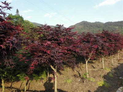 潜山县徽景苗木种植专业合作社